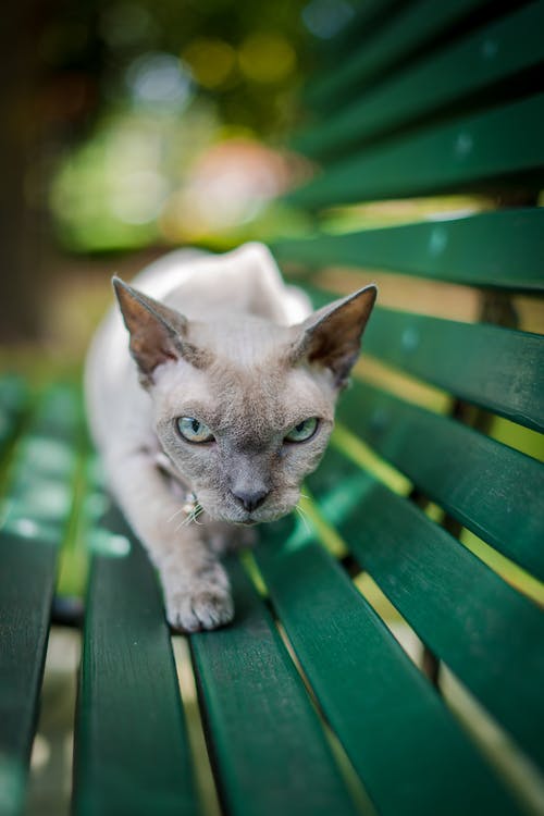Cat walking on park bench.