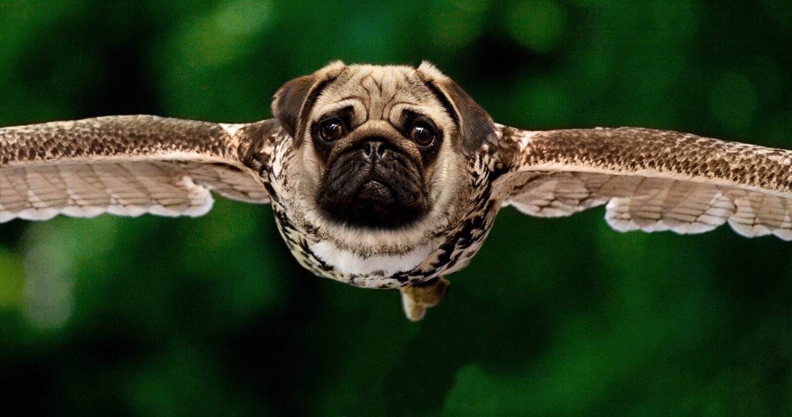 flying bird with pug dog face